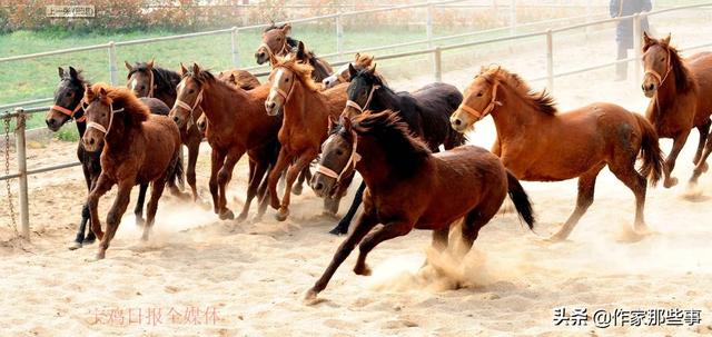 2025今晚澳門(mén)開(kāi)特馬四不像,探索未知，今晚澳門(mén)特馬四不像的奧秘（2025年）