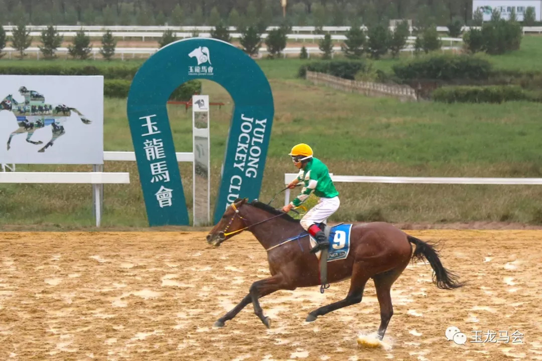 新澳今天開什么特馬,新澳今日賽馬結(jié)果揭秘，探尋特馬的勝利之路