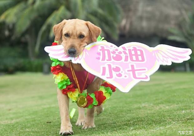 7777788888管家婆狗045期 02-13-15-19-28-41P：11,探索數(shù)字世界的奧秘，7777788888管家婆狗045期彩票的秘密與解析