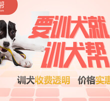 7777788888管家婆狗082期 16-25-29-32-45-47X：37,探索數(shù)字奧秘，關(guān)于數(shù)字組合7777788888管家婆狗的奇妙之旅